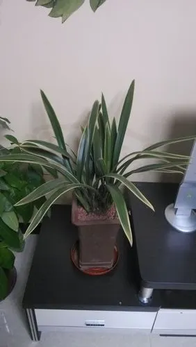 帮忙看看我这盆金边墨兰的价格,谢谢!