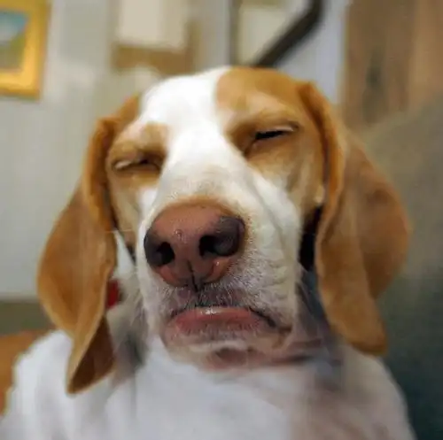 2020最红萌宠top5网友调侃又是月薪不如狗的一天