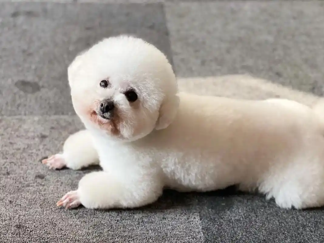 【寻狗启示】种类:比熊颜色:全白名字: - 抖音