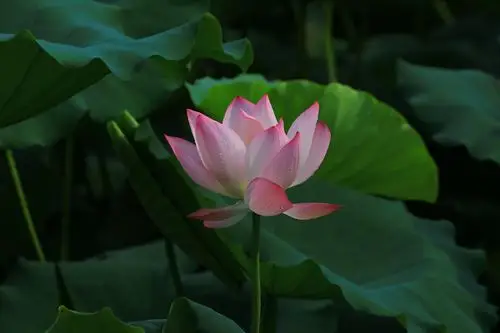 又见荷花池,盛开的荷花,带来的欢乐,生活的愉快