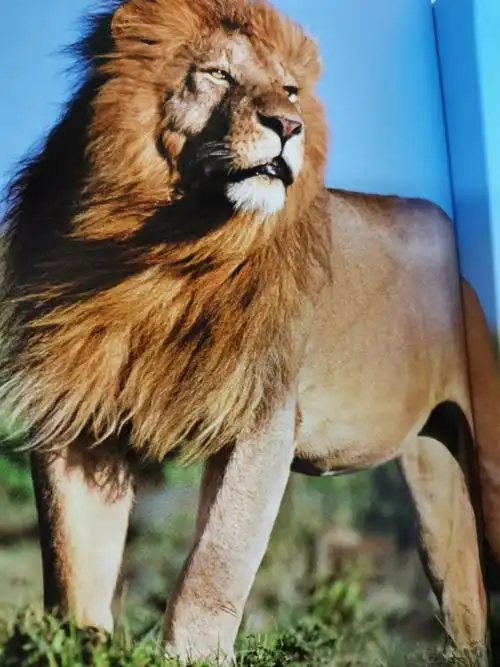 真实大自然陆地动物—狮子