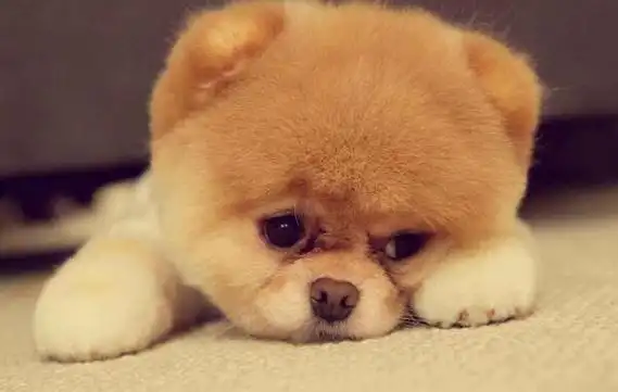 世界十大最萌的狗,比熊犬萌化人心排第三(第一名利双收)