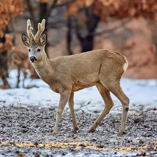 麝(国家一级保护动物)_尚可名片