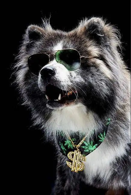 社会摄影师的社会狗