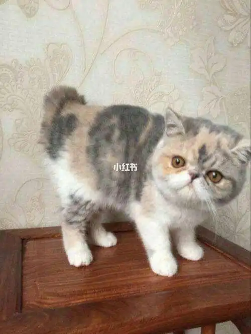 加菲猫和蓝猫生出来的孩子是图三