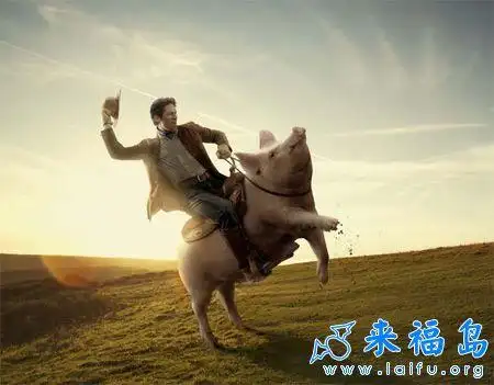 骑猪旅游_动物图片_来福岛爆笑娱乐网