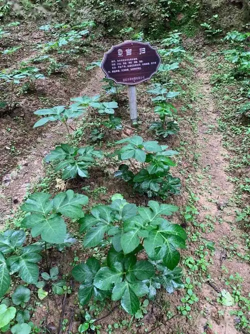 野生当归红牛膝祖氏传统中医第四代传承人胡致荣与第五代传承人胡玉平