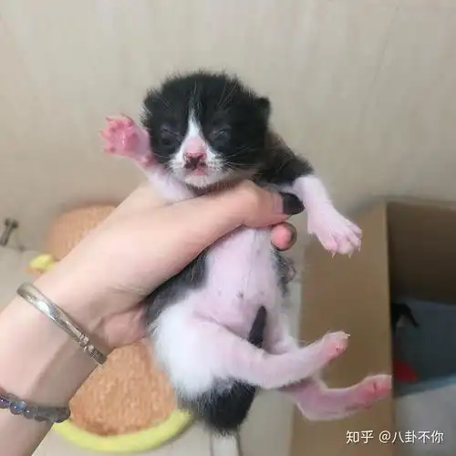 暹罗可以和蓝白串吗 串出来是什么样的? - 知乎