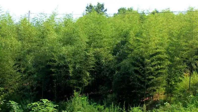 重庆佩霆生态农业有限公司几年来一直致力于雷竹种植,竹笋加工并结合