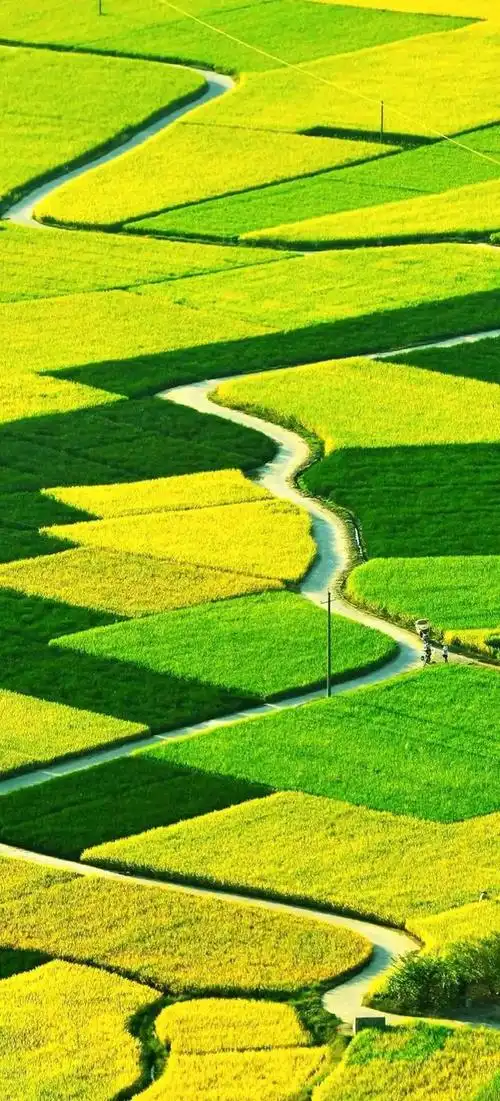 《幸运草》绿色护眼手机壁纸_网易订阅