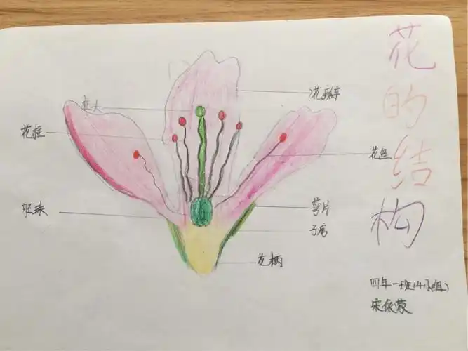 四年一班科学课课堂作业～～花的结构和花的观察报告