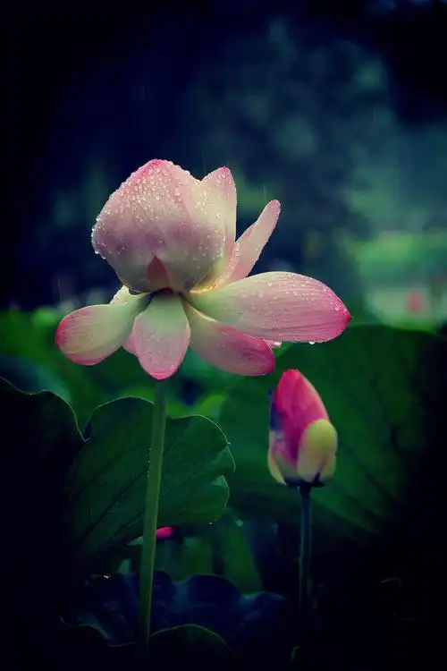 雨中荷花别样美