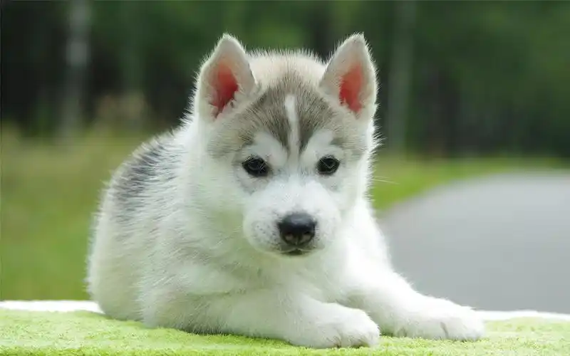 超级可爱哈士奇幼犬萌萌哒