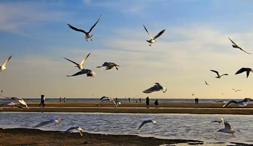海鸥的乐园——北戴河