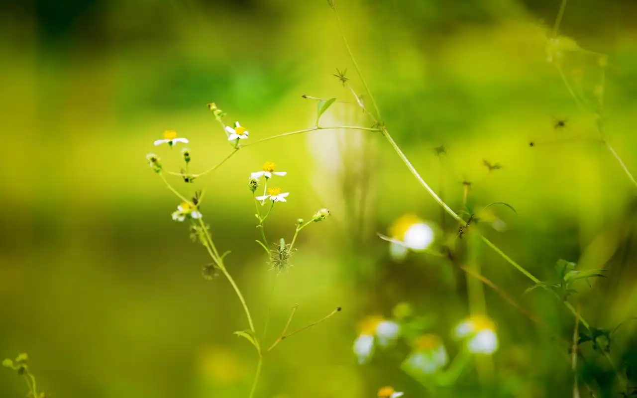 小清新绿色护眼植物高清图片桌面壁纸