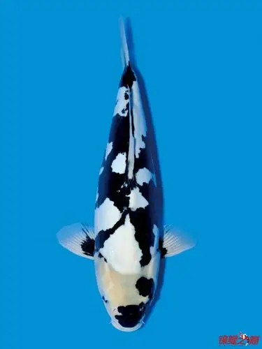 德系白写特写一条大赏