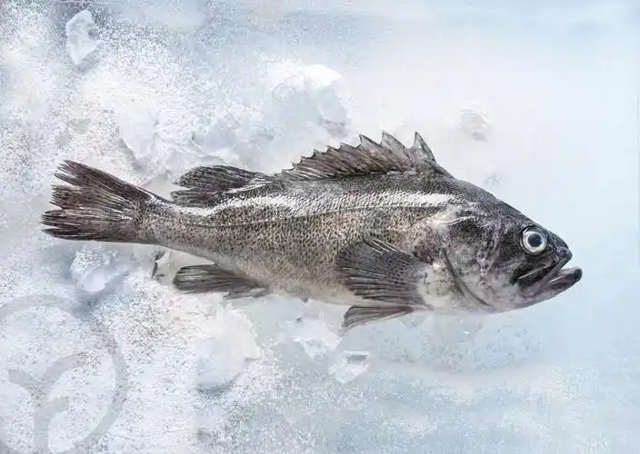 远方好物山东频道 | 深海黑鲪鱼-产品介绍-林海的远方好物-远方好物