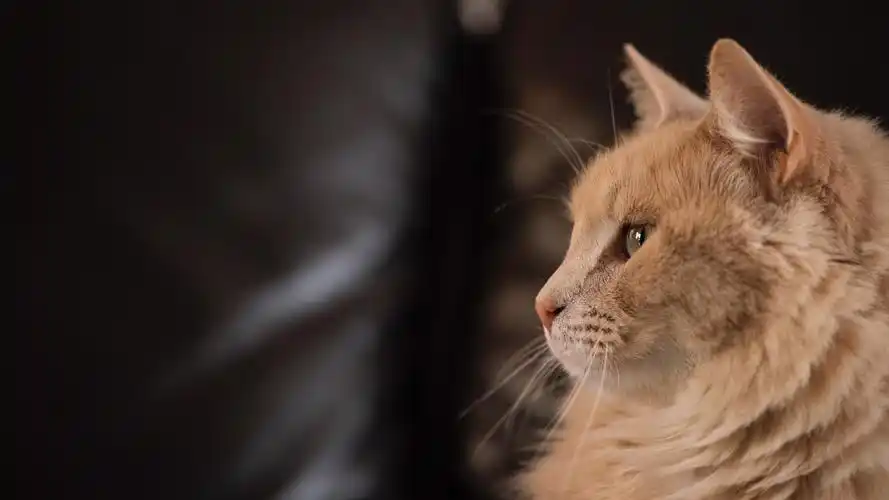 猫 pet壁纸【287】壁纸是一款电脑壁纸,属于