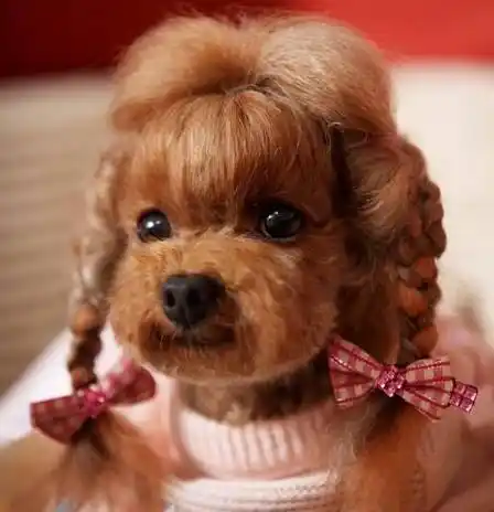 狗狗图片:泰迪狗这样打扮才可爱,当下流行的泰迪造型,你见过吗?