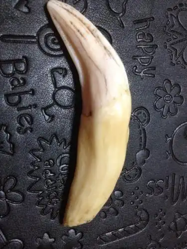 朋友的虎牙,不知道真假,求各位大师给辨别下.