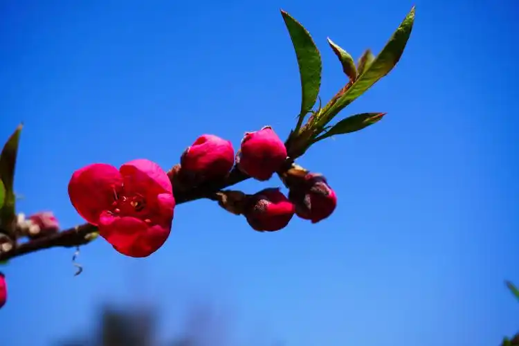 桃花朵朵秀春光