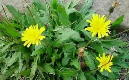 原创阴道瘙痒有异味别担心此物煮水洗一洗杀菌止痒赶跑妇科病