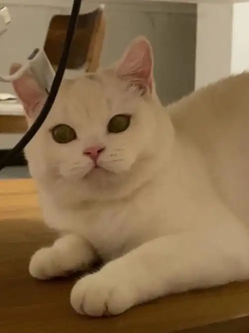 白色英国短毛猫