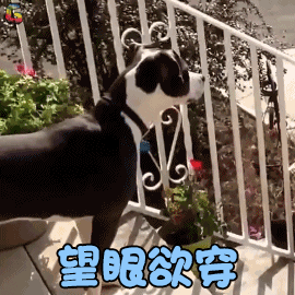 狗gif望眼欲穿gif伤心gifsoogifgifsoogif出品gif