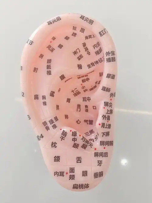 今天继续玩大耳朵