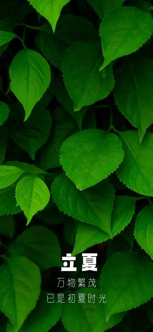 背景 壁纸 绿色 绿叶 树叶 植物 桌面 690_1494 竖版 竖屏 手机