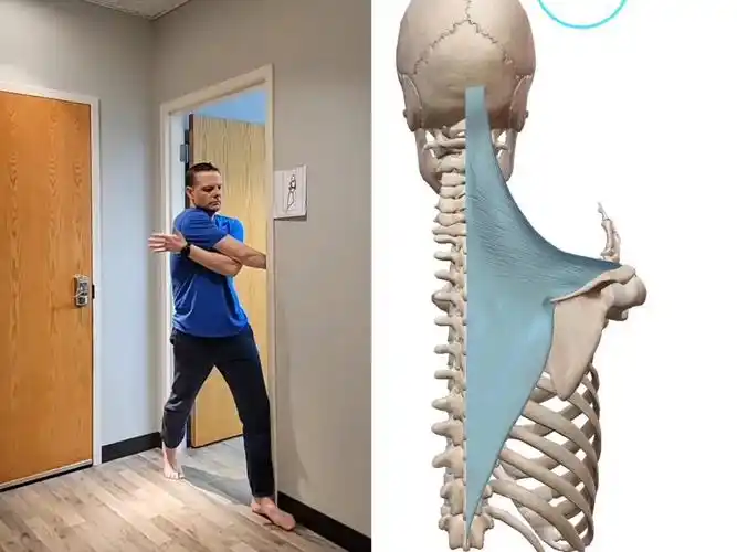 菱形肌和中斜方肌拉伸,缓解肌肉劳损紧张,运动康复训练-装aabc-默认