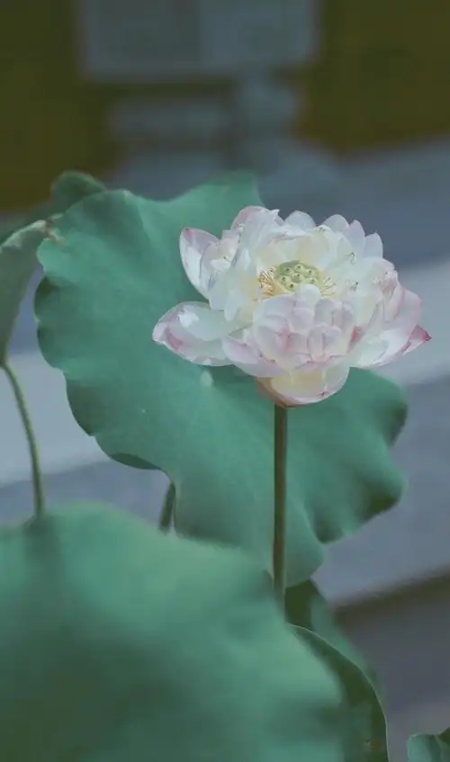 清雅的荷花,图片大全,高清,图库-回车桌面