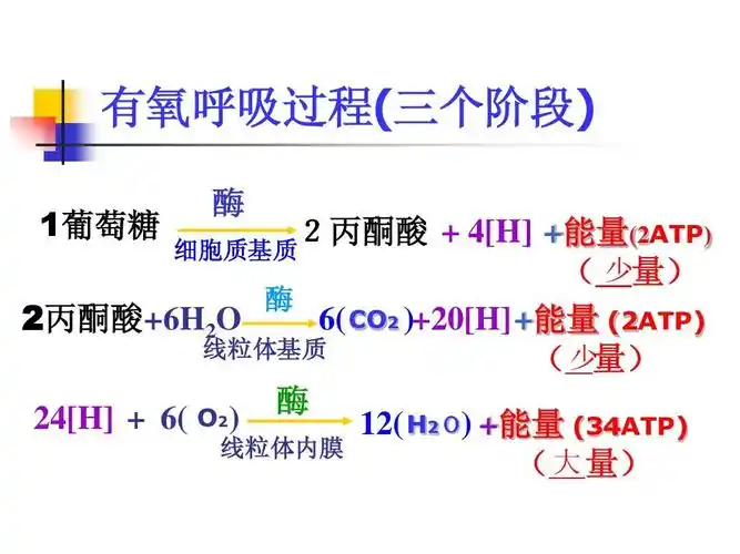 免费文档 所有分类 高中教育 理化生 高中生物图片ppt 汇集了部分高中