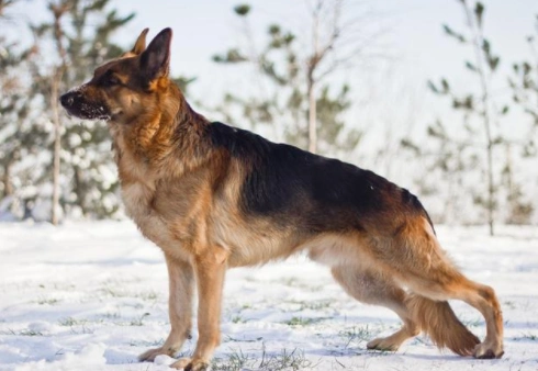 世界名犬之德国牧羊犬,小时候村里面那条大狼狗原来就是这家伙