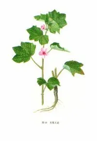 05 _ 05 图片_百度百科