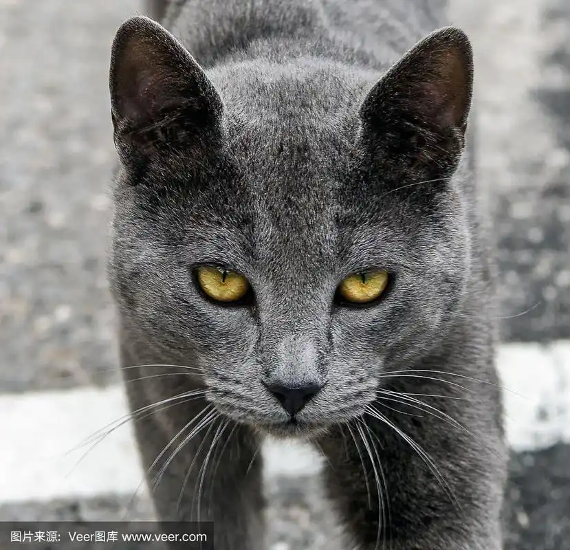 近距离的灰色短毛猫