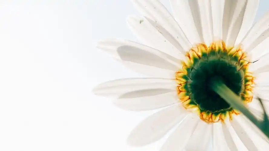 小雏菊ins高清电脑壁纸- 小雏菊动态壁纸,mac电脑壁纸下载,风景壁纸