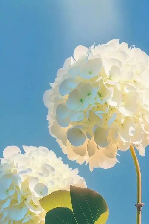 「超清手机壁纸」清新唯美——绣球花