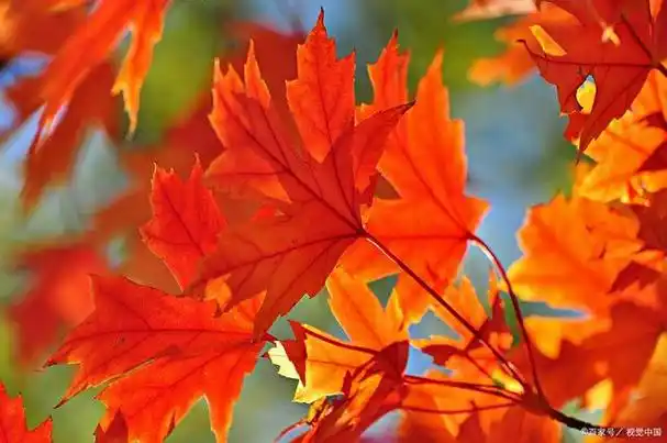 大自然为我们展现出一幅美不胜收的画卷,枫叶如火,阳光如金,风景如诗