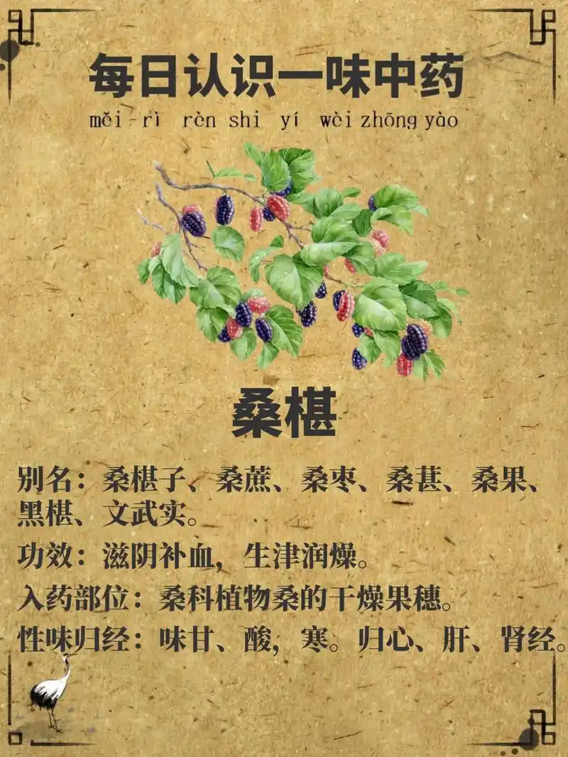 桑椹每日认识一味中药