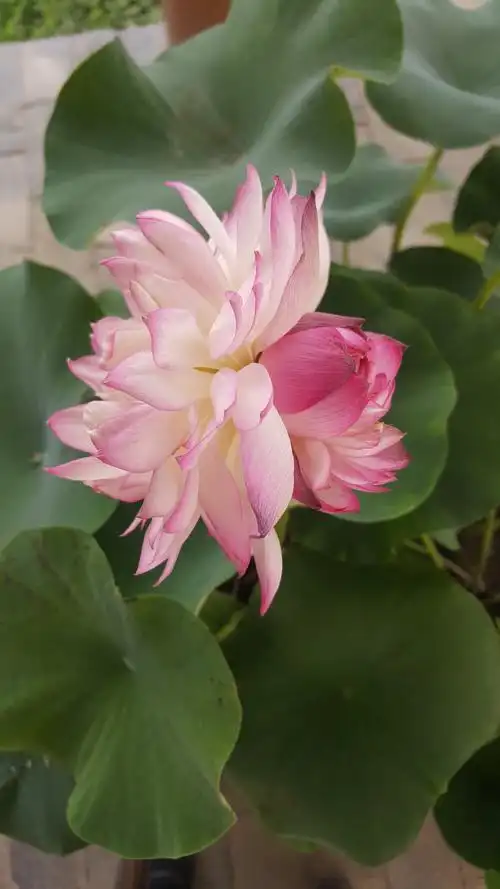 一株并蒂莲,十万荷花鲜