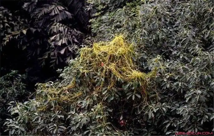 吸血树真的会吸血吗 长成什么样子一般出现在什么地方