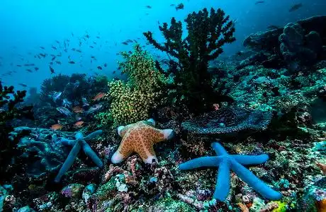 洋流变暖,海洋底栖生物"迷路"了