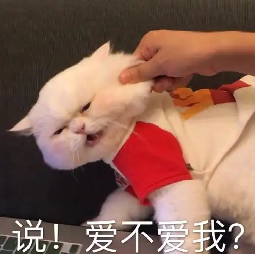 萌宠 猫星人 爱不爱我 呆萌 搞怪 逗