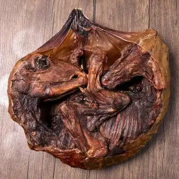 整个梅花鹿胎盘整只干鹿胎鹿胎膏原料鹿胎粉滋补女性子宫气色调整鹿