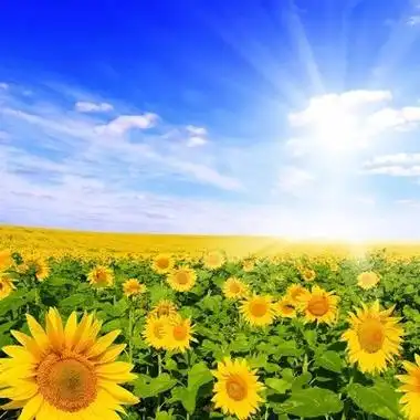 花朵风景头像图片