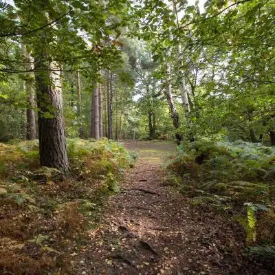 好看的绿树风景头像如此美的森林美景也就是看看了