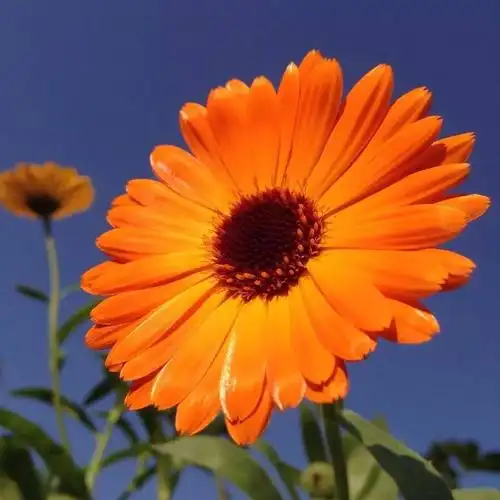 中老年头像大全:女人微信头像花朵唯美图片