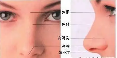 鼻梁是两眼之间啊还是鼻头稍稍往上那块骨头?