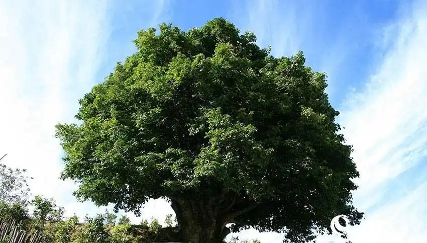 临沧市凤庆县香竹箐古茶树.马娟摄